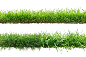 Close-up of a vibrant green grass strip isolated on transparent background. perfect for natural, botanical, and landscaping themes. png