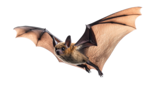 Close-up image of a bat in flight with wings spread wide. Isolated on transparent background. Perfect for nature, wildlife, and nocturnal themes. png