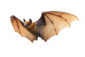 Close-up image of a flying bat with open wings, showcasing intricate details of its wing structure and fur, isolated on a transparent background. png