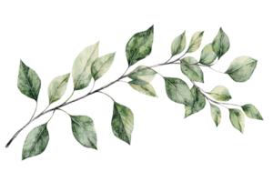 Watercolor illustration of a green leafy branch. Perfect for botanical designs, nature themes, and creative projects. png