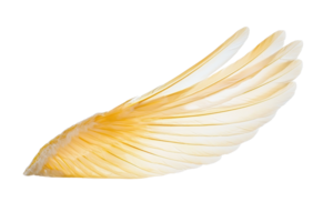 Golden angelic wing with intricate feather details, symbolizing purity and divinity on transparent background. png