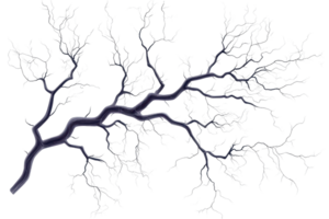 Detailed illustration of a complex, branching tree structure with intricate patterns, resembling veins or branches, on a transparent background. png