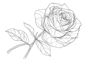 Elegant hand-drawn black and white rose illustration with intricate details and a minimalist style, perfect for digital and print projects. png