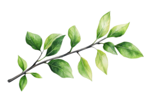 Realistic illustration of a green leafy branch with detailed leaves on a transparent background. perfect for nature and botanical designs. png