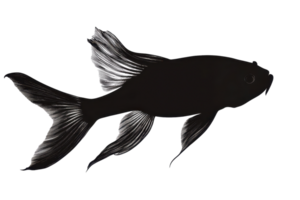 Close-up of a black fish isolated on a transparent background. showcasing intricate fin details and graceful swimming posture. png
