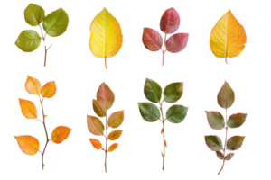 Collection of autumn leaves with various colors and shapes on a transparent background, perfect for seasonal design projects and educational materials. png