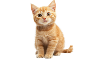 adorable naranja atigrado gatito sentado y mirando a el cámara en un transparente antecedentes. Perfecto para mascota amantes y temática felina proyectos png