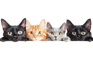Adorable group of kittens with different fur colors lined up together, peering over a surface with curious wide eyes, isolated on transparent background. png