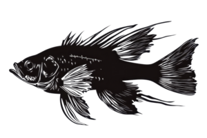 Silhouette of a fish with delicate, flowing fins depicting a detailed and artistic representation of aquatic life for creative use. png