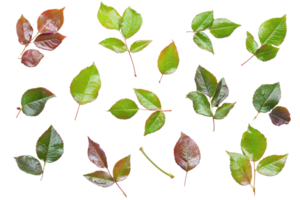 Assorted green and brown leaves scattered on a transparent background. ideal for botanical projects and natural designs. png