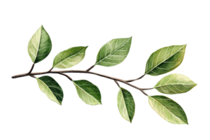 A detailed, high-resolution image of a green branch with lush leaves. Perfect for nature-themed designs and projects. png