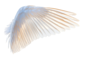 Close-up of a beautiful, ethereal white feathered wing against a transparent background, perfect for fantasy, nature, or inspirational themes. png