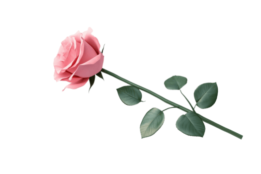 elegante rosado Rosa en un transparente antecedentes. destacando sus delicado pétalos y vibrante verde hojas en un detallado de cerca disparo. png