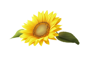 Vibrant sunflower with lush green leaves, beautifully captured in high resolution, perfect for nature-themed designs and artistic projects. png