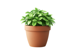 A small green potted plant in a terracotta pot. Perfect for home or office decor, adding a touch of nature and freshness to any space. png