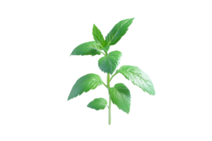 Fresh green basil plant isolated on transparent background. perfect for adding a natural touch in culinary, herbal, and gardening projects. png