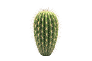 Close-up of a green cactus with sharp spines on a transparent background. showcasing natural texture and detail. png