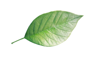 Close-up of a single green leaf with visible veins, isolated on a transparent background. Perfect for nature, organic, and botanical themes. png