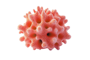 Close-up of a bright orange coral isolated on a transparent background. The image showcases detailed texture and unique structure of the coral. png