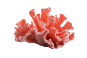 A vibrant red coral specimen with intricate patterns, isolated on a transparent background. showcasing its natural beauty and unique structure. png