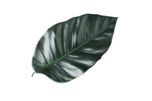 High-quality image of a single green tropical leaf isolated on a transparent background. showcasing its texture and vibrant color. png