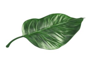 High-resolution image of a vibrant green leaf isolated on a transparent background. Ideal for nature, botanical, and ecological themes. png