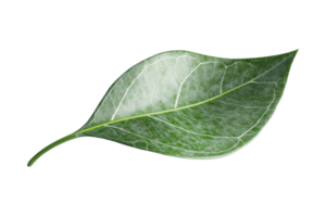 Close-up of a single green leaf on a transparent background. showcasing its intricate veins and natural texture. png