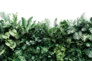 Lush green tropical foliage creating a dense, vibrant jungle backdrop, perfect for nature-themed projects and designs. png