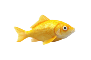 Close-up of a vibrant orange goldfish isolated on a transparent background. showcasing its fins and scales in detail. png