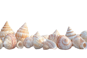 Collection of various seashells with intricate patterns isolated on a transparent background. Natural beauty perfect for coastal and marine themes. png