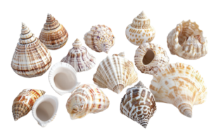 Collection of various sea shells with different shapes and patterns, perfect for beach-themed decorations or natural background designs. png