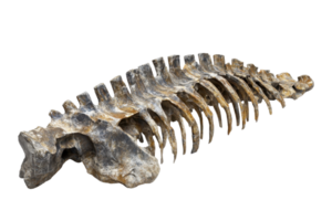 Fossilized vertebral column isolated on a transparent background. showcasing ancient bones and archaeological significance. png