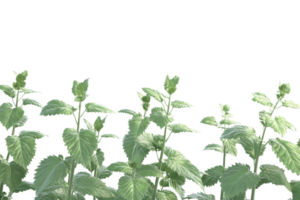 Isolated lush green leafy plants with a transparent background, perfect for nature and gardening themes in various design projects. png
