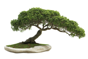Elegant bonsai tree with lush green foliage and curved trunk, symbolizing balance and harmony in nature. Ideal for nature and zen themes. png