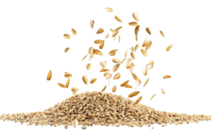 Close-up of wheat grains against transparent background. with some grains falling, depicting agriculture and harvest concept. png