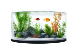 Beautiful aquarium with colorful fish, plants, and rocks, perfect for adding a serene aquatic touch to any space. png