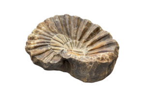 Close-up of an ancient fossilized ammonite, showcasing intricate shell patterns and textures, isolated on a transparent background. png