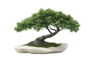 Serene bonsai tree on a rock. Ideal for nature, zen, and tranquility-themed projects, showcasing the beauty of miniature horticulture. png