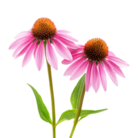 Two vibrant coneflower blooms isolated on a transparent background showcasing their unique structure and natural beauty, coneflower flowers isolated on transparent background png