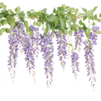 Beautiful hanging garland of wisteria flowers with vibrant purple blooms isolated on a transparent background, hanging garland wisteria flower isolated on transparent background png