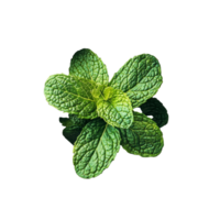 Fresh mint leaves in a small bowl on a transparent background for culinary and decorative use, mint leaf in the bowl on transparent background png