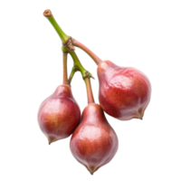 Three rose apples, also known as Syzygium jambos, displayed on a clean transparent background for clear visual appeal, Syzygium jambos or rose apple isolated on transparent background png