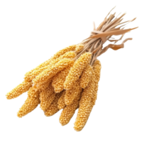 Millet bunch isolated on a transparent background showcasing its distinct yellow grains and unique texture, Millet isolated on transparent background png
