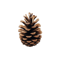 A single pine cone resting on a clean transparent background showcasing its natural texture and form, Pine cone on transparent background png