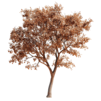Close-up view of a decorative autumn tree against a transparent background showcasing its vibrant foliage, Tree on transparent background, real close up decorate tree in brown pod isolate die cut file png