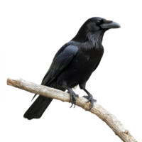 A raven perched on a branch against a minimalistic, isolated background during daylight hours, raven sitting on a branch, file of isolated object on transparent background png