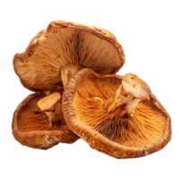 Lingzhi mushroom variety isolated on transparent background for culinary and medicinal uses in health practices, Lingzhi Mushroom isolated on transparent background png