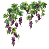 Bunches of ripe purple grapes and lush green leaves create a vibrant hanging garland for decor and styling, grapes branch and leaves hanging garland isolated on transparent backgroud png