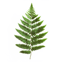Detailed close-up of a fresh green fern leaf against a plain transparent background showcasing its natural beauty and texture, fern leaf on transparent background png