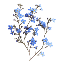 Beautiful forget-me-not flowers arranged artistically on a transparent background showcasing their delicate blue petals, forget me not flowers isolated on transparent background png